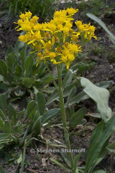 senecio scorzonella 2 graphic